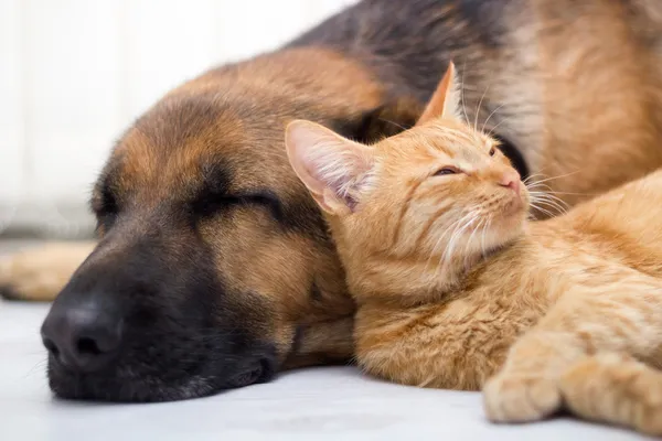 Gato e cão dormindo juntos — Fotografia de Stock