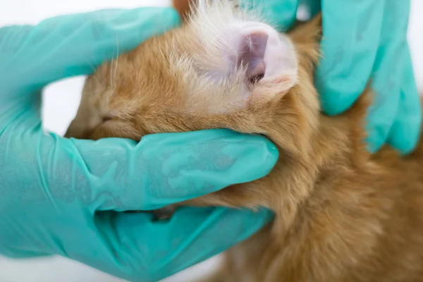 Veterinarian melihat telinga kucing, tutup — Stok Foto