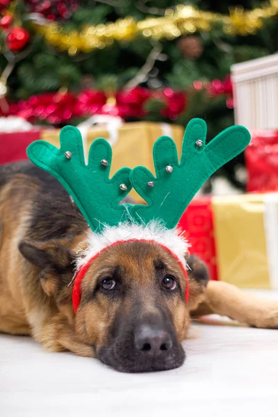 Cão com chifres de veado chapéu na véspera de Natal, árvore de Natal e g — Fotografia de Stock