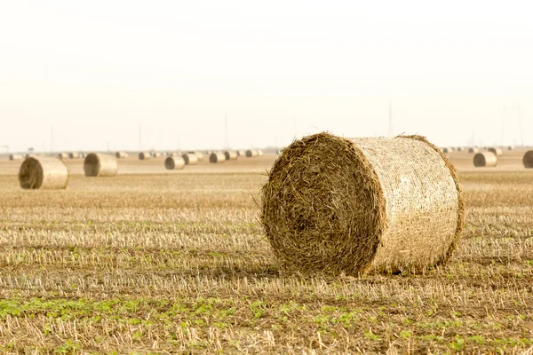 Foco no fardo de feno em primeiro plano no campo rural — Fotografia de Stock