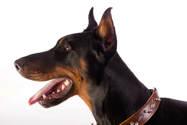 Harika doberman köpek — Stok fotoğraf