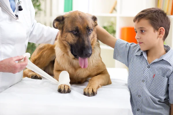 Schäferhund bekommt Verband nach Beinverletzung von einem Arzt — Stockfoto