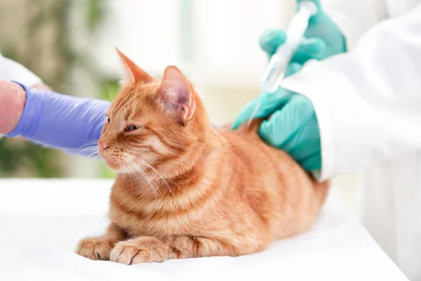 Veterinário que administra insulina injetável a um gato — Fotografia de Stock