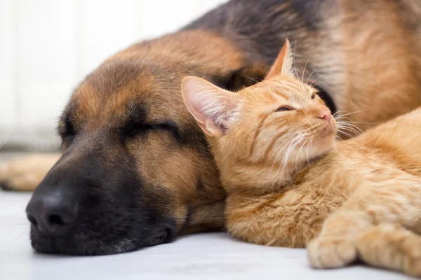 Kat en hond samen slapen — Stockfoto