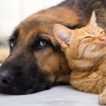 stock-photo-german-shepherd-dog-and-cat
