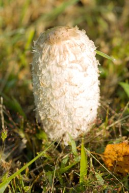 Vahşi orman mantarları