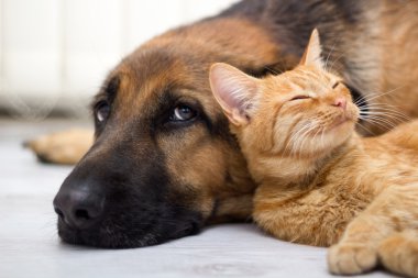 Alman çoban köpek ve kedi birlikte