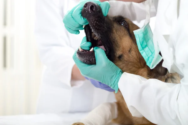 Il veterinario dentista sta controllando i denti del cane. — Foto Stock