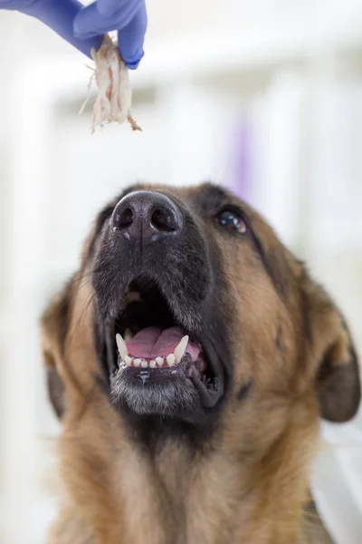 Vet dává kus masa německého ovčáka — Stock fotografie