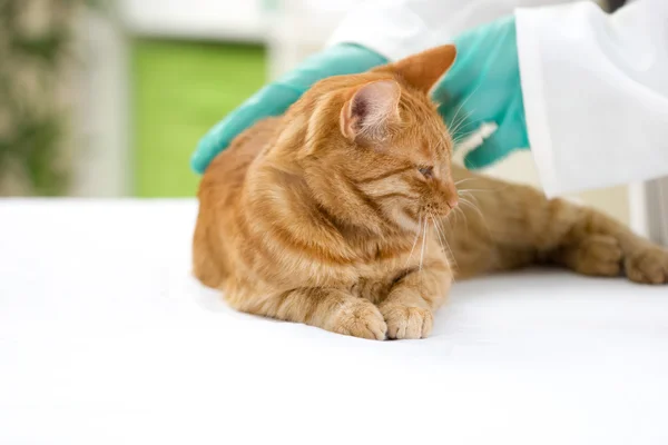 Veterinären kontrollerar hälsan hos en katt i en veterinärklinik — Stockfoto