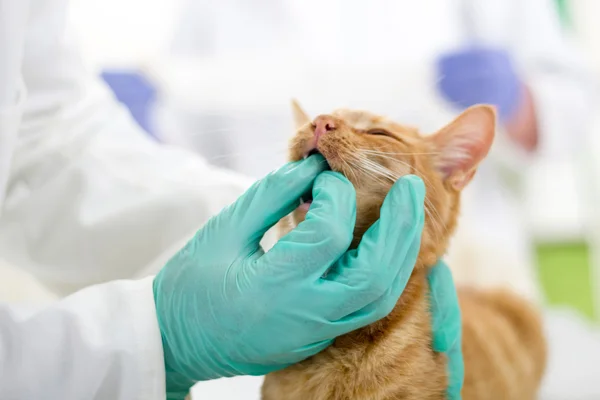 獣医は小さな子猫に歯をチェックします。 — ストック写真
