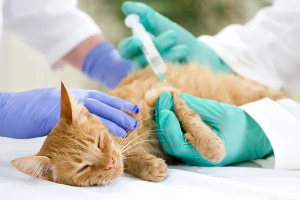 Veterinär att ge vaccinet till lilla katt — Stockfoto