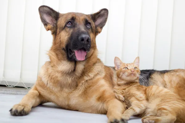 Pastor alemão Cão e gato juntos gato e cão juntos deitado — Fotografia de Stock