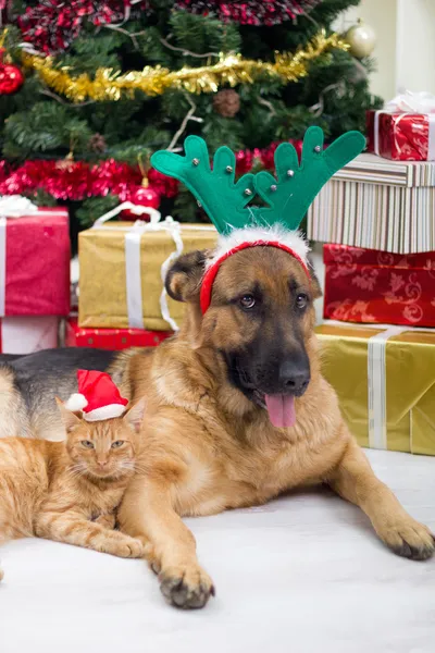 Due migliori amici cane e gatto nella notte di Natale — Foto Stock