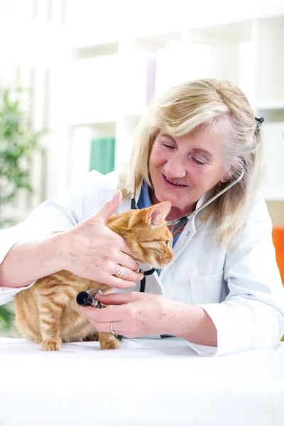 Ispezione veterinaria senior un piccolo gatto — Foto Stock