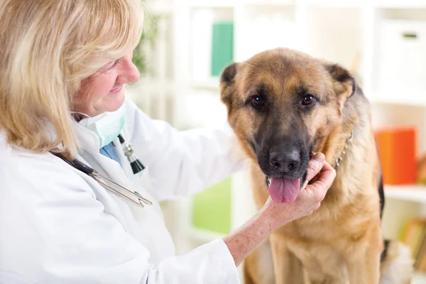 Старший ветеринар успокаивает собаку — стоковое фото