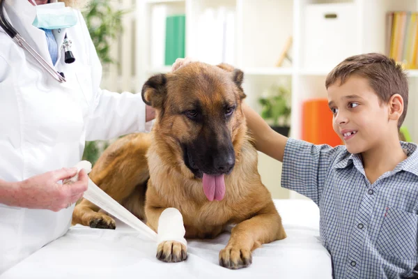 German Shepherd Dog getting bandage after injury on his leg by — Stock Photo, Image