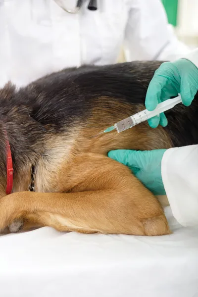 Dierenarts geeft het vaccin aan de Duitse sheph van de hond — Stockfoto