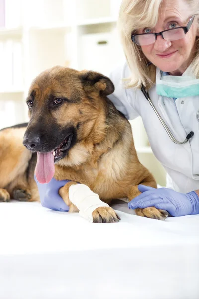 ジャーマン ・ シェパード犬で彼の足に傷害の後の包帯を取得 — ストック写真