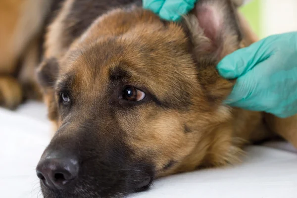 Lekarz weterynarii poszukuje ucha psa owczarka niemieckiego, z bliska — Zdjęcie stockowe