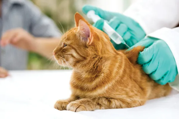 Veterinario che somministra l'iniezione a un piccolo gatto — Foto Stock