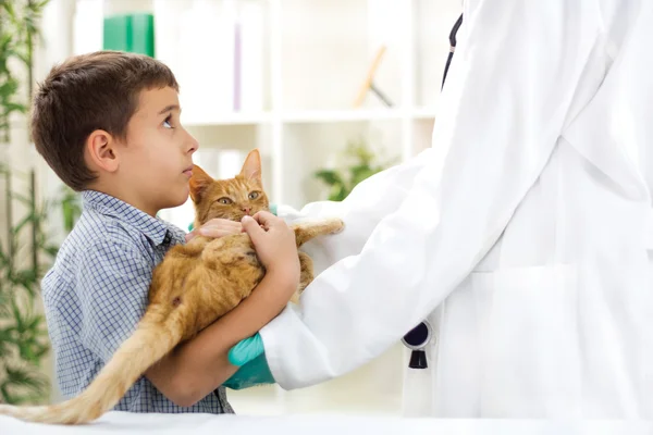 Tierarzt bereit zur Begutachtung einer kleinen Katze — Stockfoto