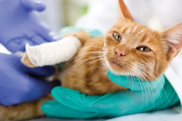 Cat with broken leg — Stock Photo, Image