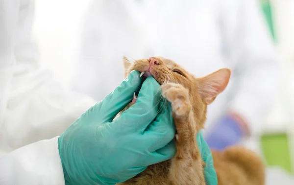 Un vétérinaire examine les dents d'un chat — Photo