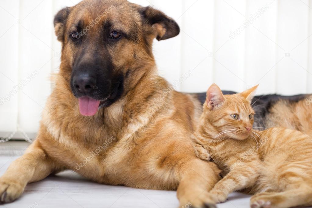 Cat and dog together