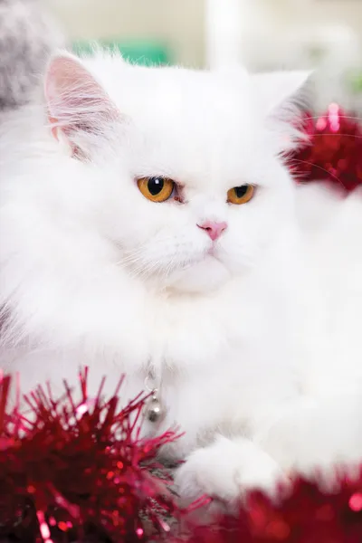 White Persian cat — Stock Photo, Image