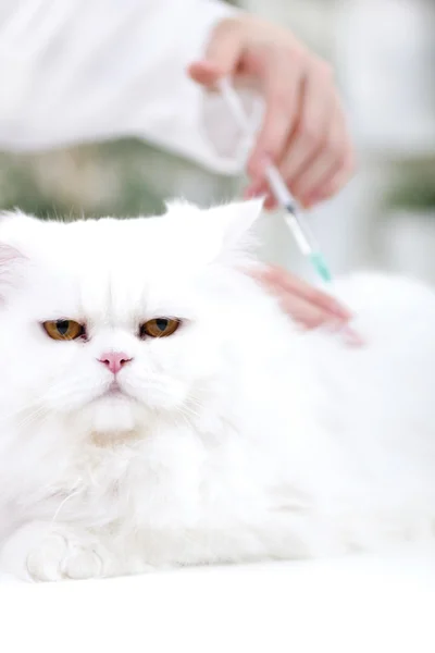 Veterinário está a administrar a vacina ao persa branco ca — Fotografia de Stock