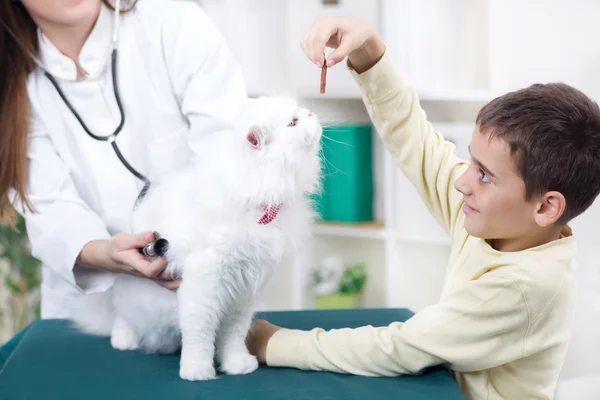Vétérinaire avec un stéthoscope examine le chat persan, petit garçon donner — Photo