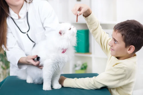 Veterinär med stetoskop undersöker Persiska katten, liten pojke ger — Stockfoto