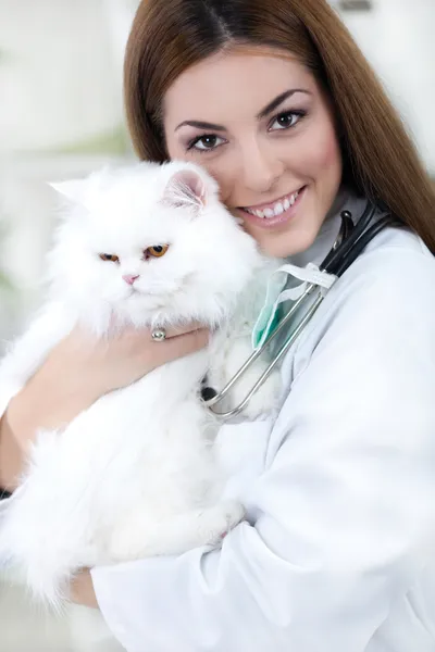 Um veterinário segurando um gato branco persa — Fotografia de Stock