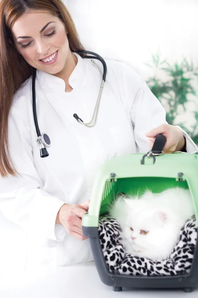 Veterinär och katt — Stockfoto