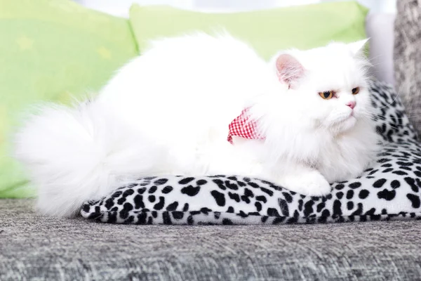 白色波斯猫在家 — 图库照片