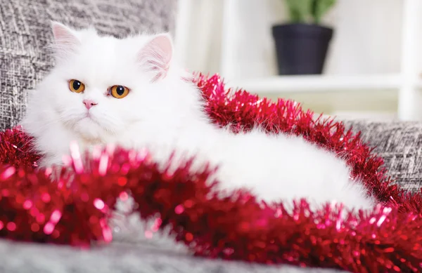 Gato branco persa em casa — Fotografia de Stock