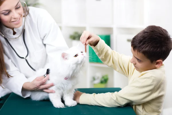 Vétérinaire avec un stéthoscope examine le chat persan, petit garçon donner — Photo