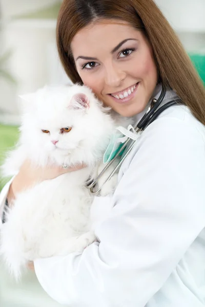 Un veterinario sosteniendo un gato persa blanco — Foto de Stock