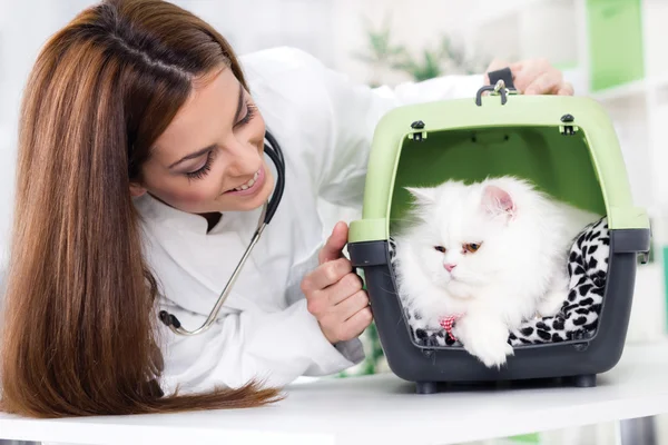Ветеринар со стетоскопом успокаивает персидскую кошку — стоковое фото