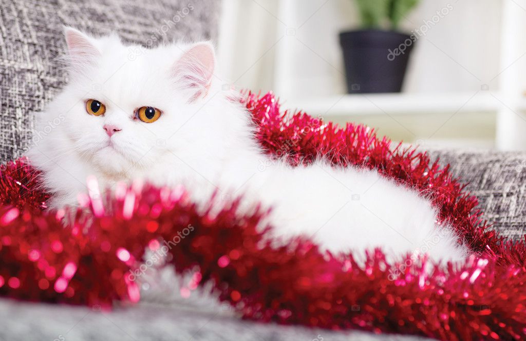 white Persian cat at home