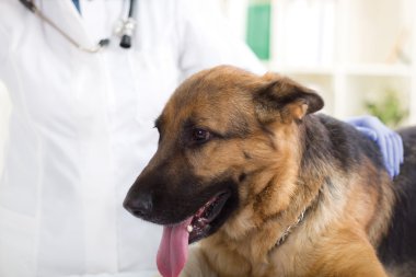 Veteriner sarılma ve Alman çoban köpeği yatıştırır