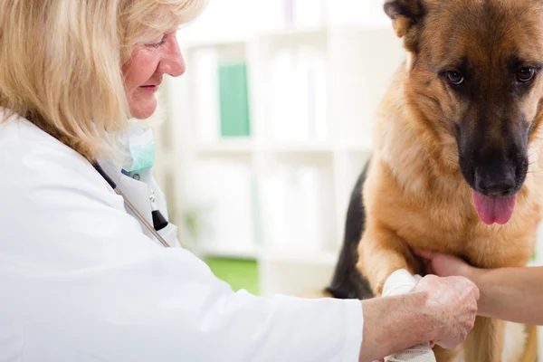 Alman çoban köpeği tarafından onun bacak yaralanma sonra bandaj almak bir — Stok fotoğraf