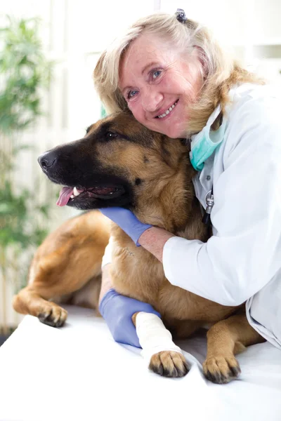 Schäferhund bekommt Verband nach Beinverletzung von einem Arzt — Stockfoto