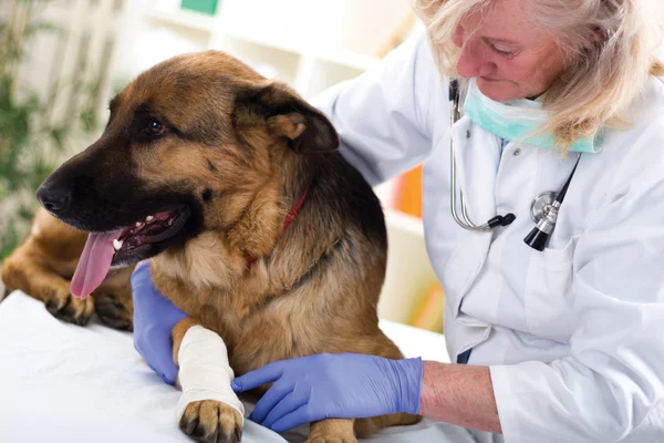 德国牧羊犬在他腿上的伤后得到绷带 — 图库照片