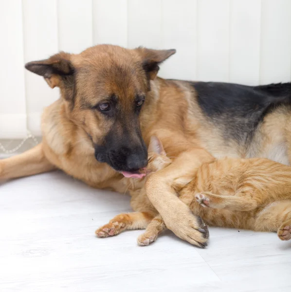 Kat en hond samen — Stockfoto