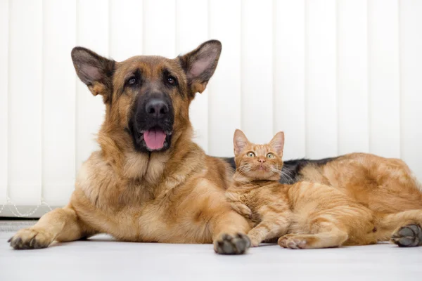 Katt och hund tillsammans — Stockfoto