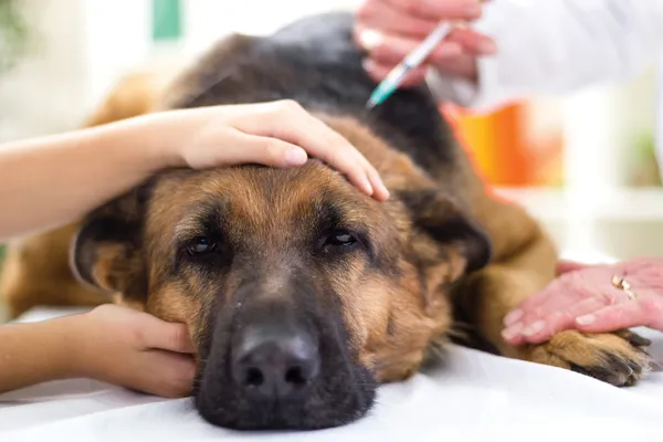 Ветеринар дает вакцину собаке немецкой Шеф — стоковое фото
