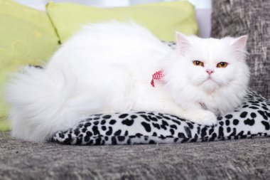 white Persian cat clipart