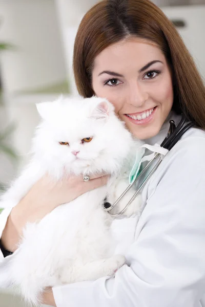 En veterinär som innehar en vit Perser katt — Stockfoto